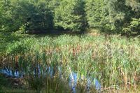 Teich über dem Pionierdenkmal: 2005 massiger Rohrkolben-Bestand