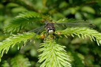 Männchen der Kleinen Moosjungfer in Frontalaufnahme am Schwarzen Teich