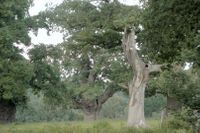 Erg&auml;nzend zum Film hier ein weiteres Ensemble mit surrealem Wesen