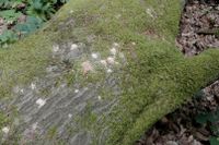 Löcher von Insektenlarven, hier mit Bohrmehl-Auswurf, zeugen vom regen Leben im Totholz.