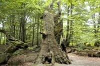 Der im Film gezeigte Feuerstock im Urwald Sababurg